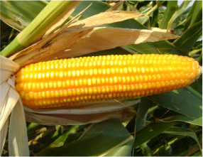 Maize